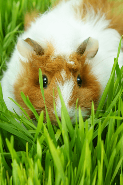 Guinea Pig in grass