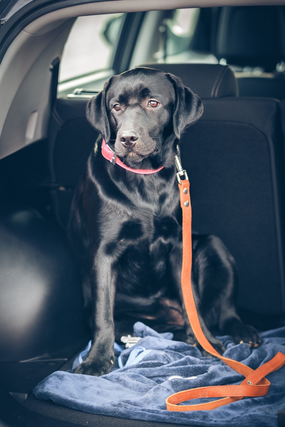 Black dog on leash in the backseat of a car